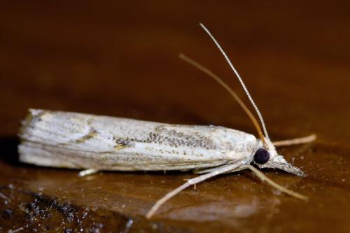 Réf. 335 703 : Agriphila geniculea